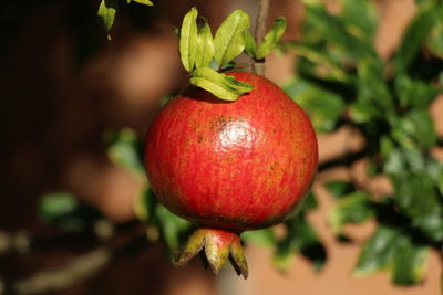 Close-up of apples on plant