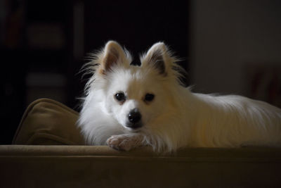 Close-up portrait of dog at home