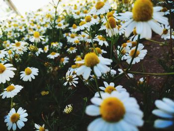 Close-up of white daisy flowers