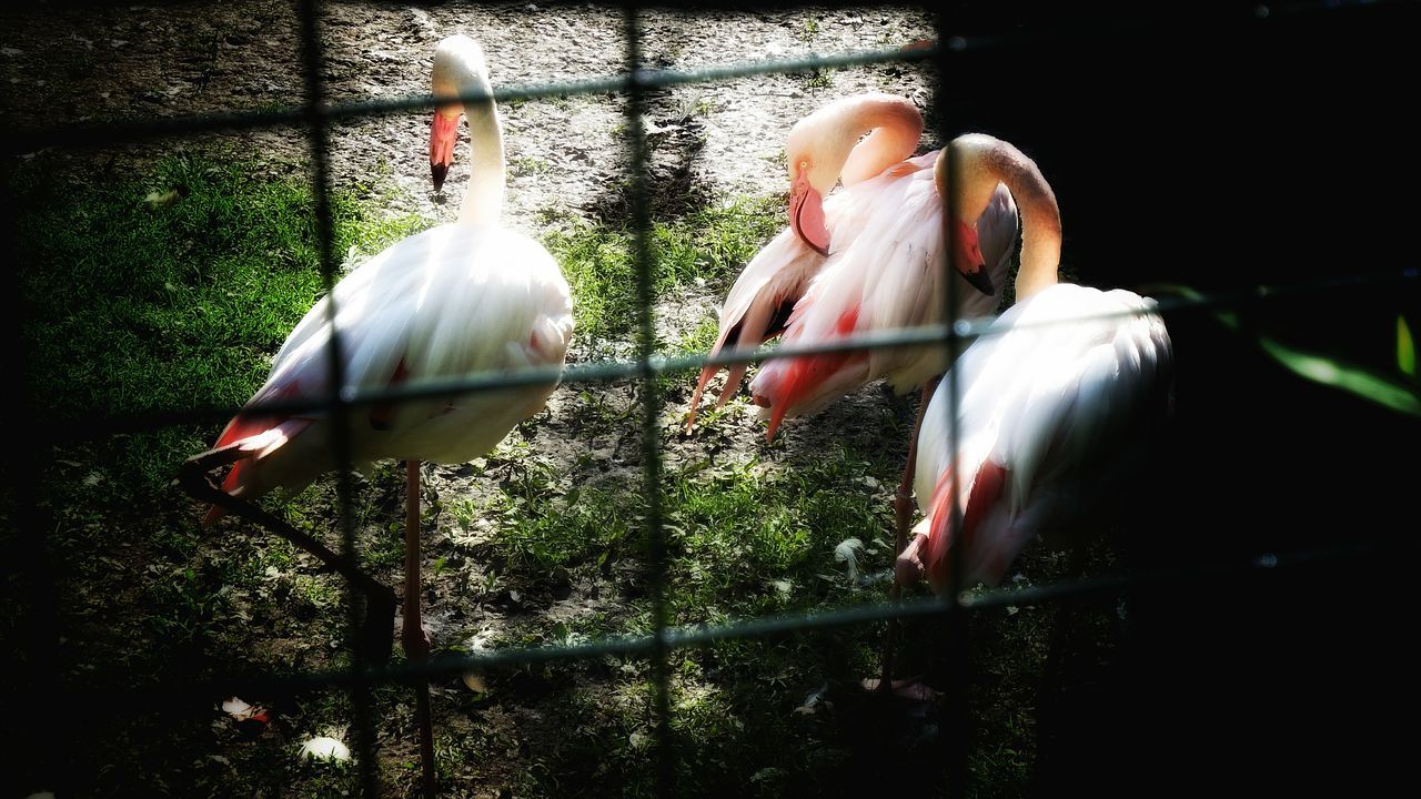 bird, animal themes, animals in the wild, wildlife, one animal, full length, beak, two animals, perching, day, outdoors, nature, tree, focus on foreground, close-up, railing, sunlight, one person, side view, parrot