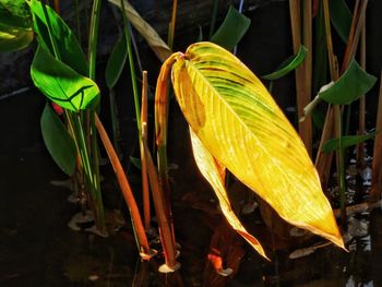 Close-up of yellow flowering plant