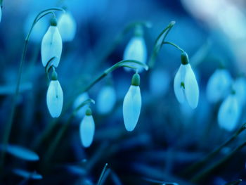 Close-up of blue flowering plant