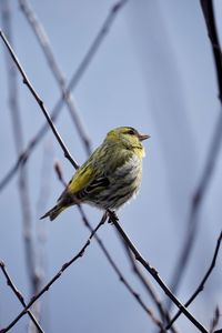 Close-up of bird perching on branch