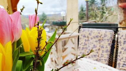 Close-up of flowers