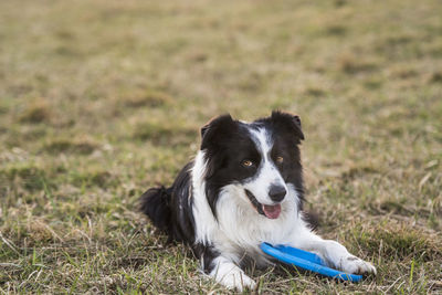 Portrait of dog on field