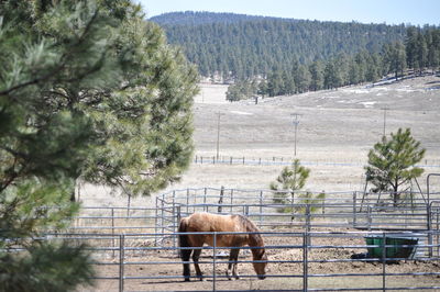 Horse in paddock on field