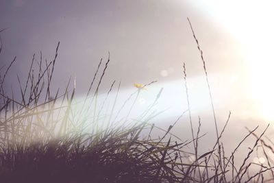 Low angle view of grass on field against sky