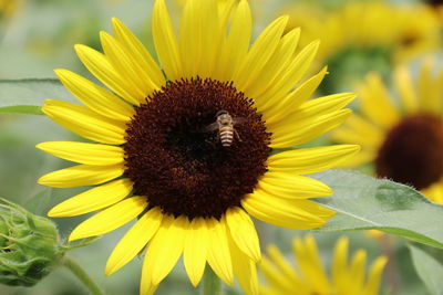 Close-up of sunflower