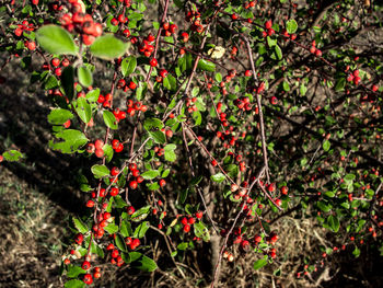 Close-up of red berries growing on plant