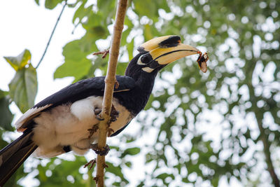 Low angle view of bird perching on tree