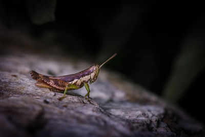 Close-up of grasshopper on rock