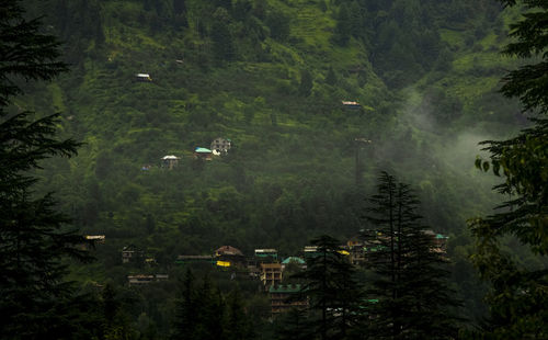 High angle view of pine trees in forest