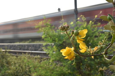 Close-up of yellow flowering plant