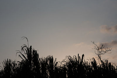 Low angle view of silhouette trees against sky during sunset