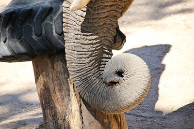 Close-up of elephant