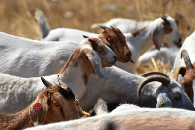 Horses in a horse