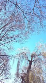 Low angle view of bare tree against clear sky