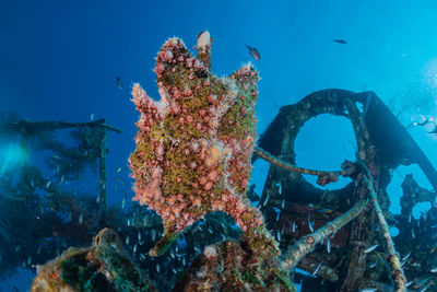 Fish swim in the red sea, colorful fish, eilat israel