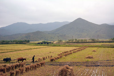 Scenic view of agricultural field against sky