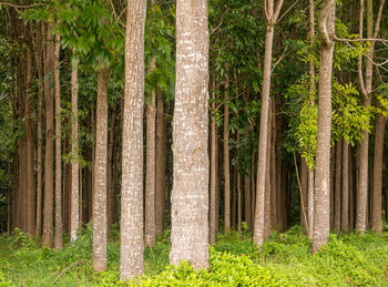 Pine trees in forest