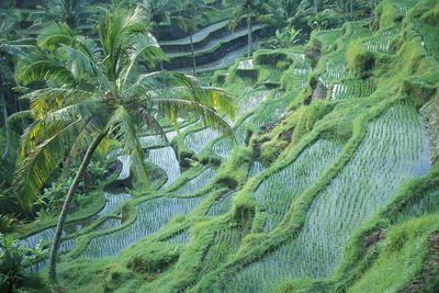 High angle view of trees