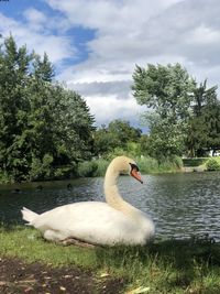 Swan in a lake