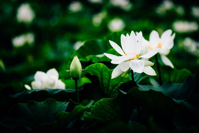 Close-up of white flowers blooming outdoors