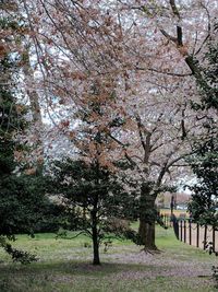 View of tree in park