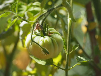 Close-up of fruit growing on plant