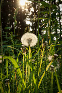 Close-up of flowering plants on land