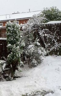 Frozen trees in city during winter