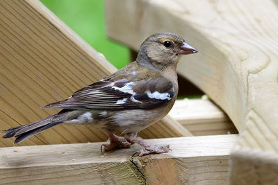 Female chaffinch on a picnic table 