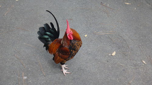 High angle view of rooster on street