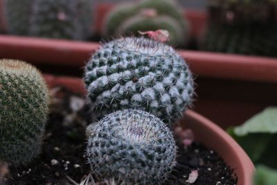 Close-up of cactus in potted plant