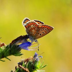 Close-up of butterfly pollinating on flower