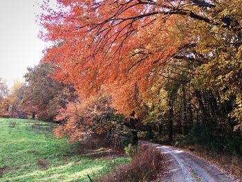 Road amidst autumn trees against clear sky