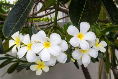 Close-up of white flowering plant