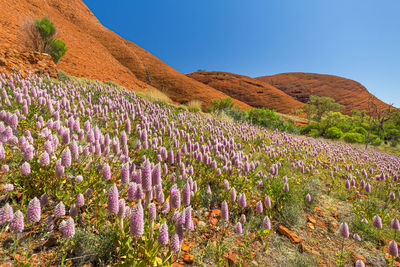 Purple flowering plants on field by mountains against sky