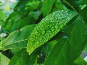 Close-up of raindrops on leaves