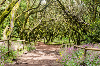 Footpath amidst plants in park