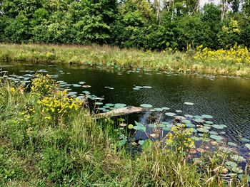 Scenic view of lake in forest