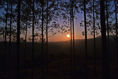 Silhouette trees in forest against sky during sunset