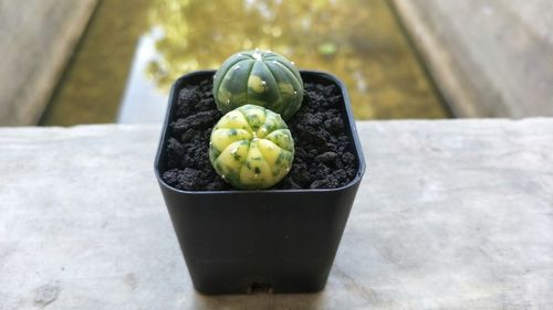 High angle view of fruits in pot on table