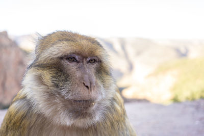 Macau monkey, magot, macaca sylvanus in ouzoud