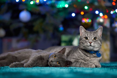 Close-up portrait of a cat