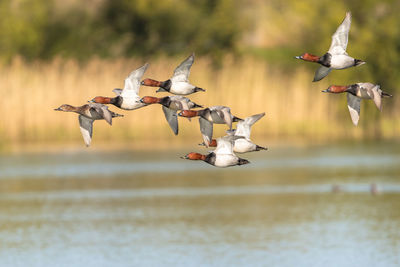 Seagulls flying