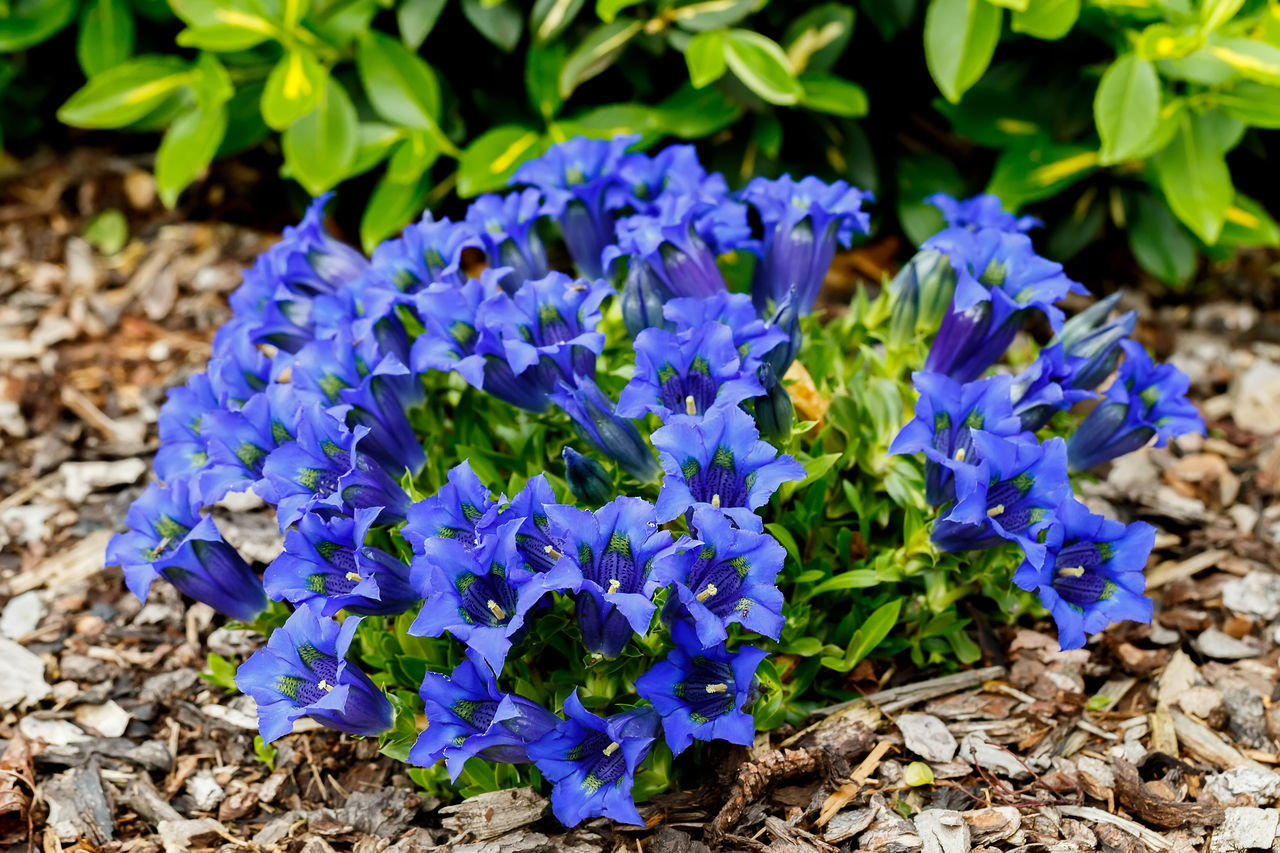 CLOSE-UP OF BLUE CROCUS FLOWERS GROWING ON FIELD