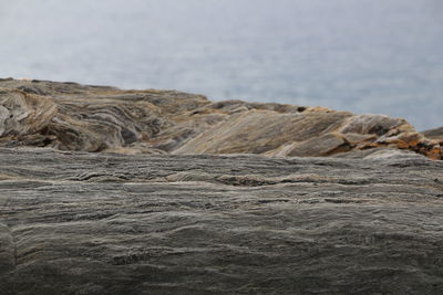 Close-up of lizard on rock by sea against sky