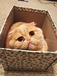 Box cat hunting 