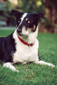 Close-up of dog on field